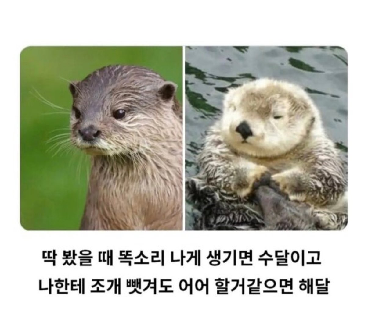 [잡담] 신유도훈 구분하는 법 이게 팬주접이아니라 신유가 쓴게 | 인스티즈