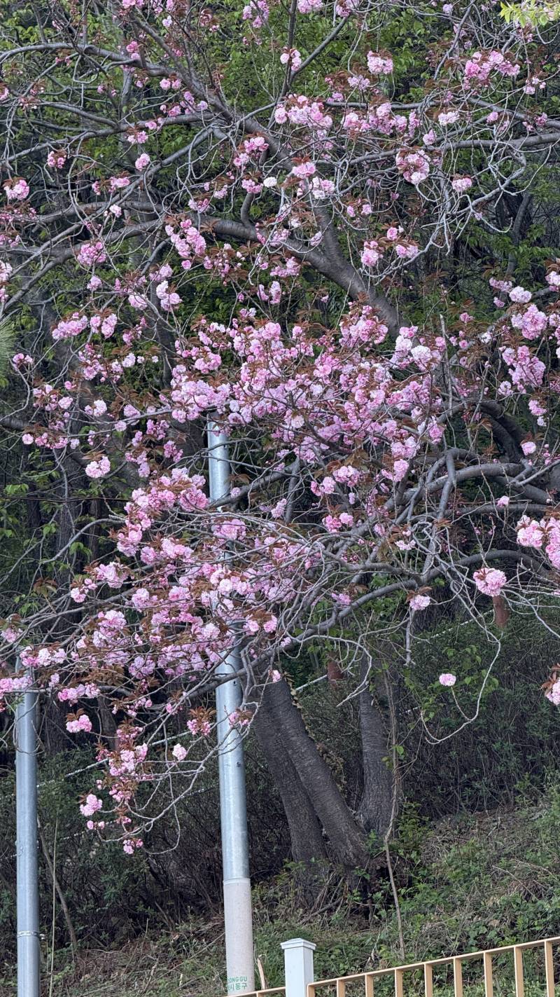 [잡담] 겹벚꽃 폈당 | 인스티즈