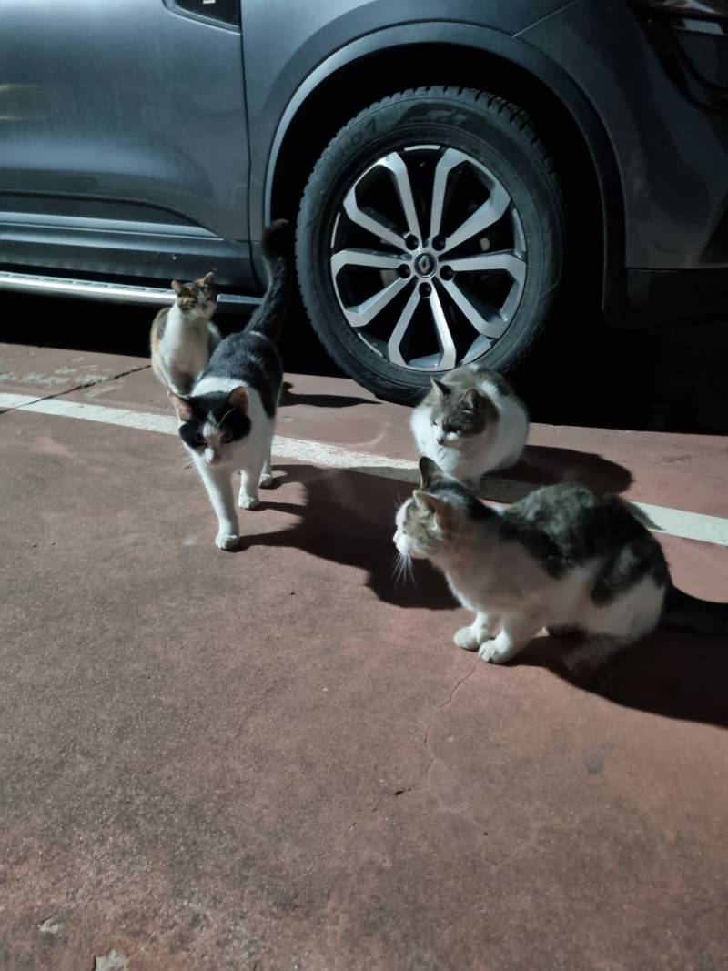 [잡담] 뭐야 오늘 로또 사야 될 듯 고양이 파티야 | 인스티즈