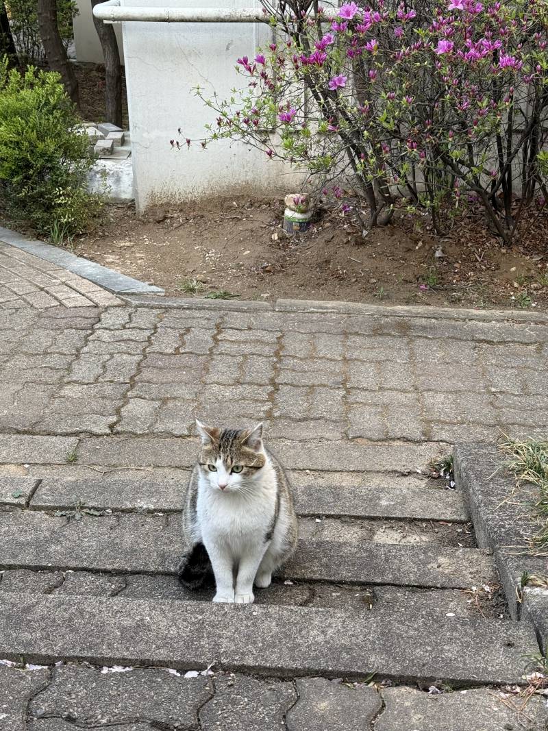 [잡담] 아까 퇴근길에 예쁜 길냥이봄 | 인스티즈