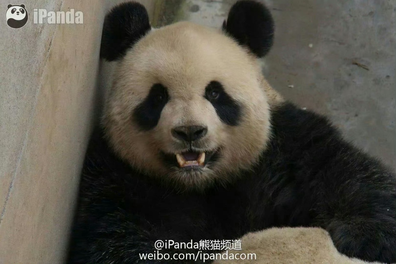 [정보/소식] 아이바오 아빠 루루🐼가 4월 4일 판다별로 떠났다고 함 | 인스티즈