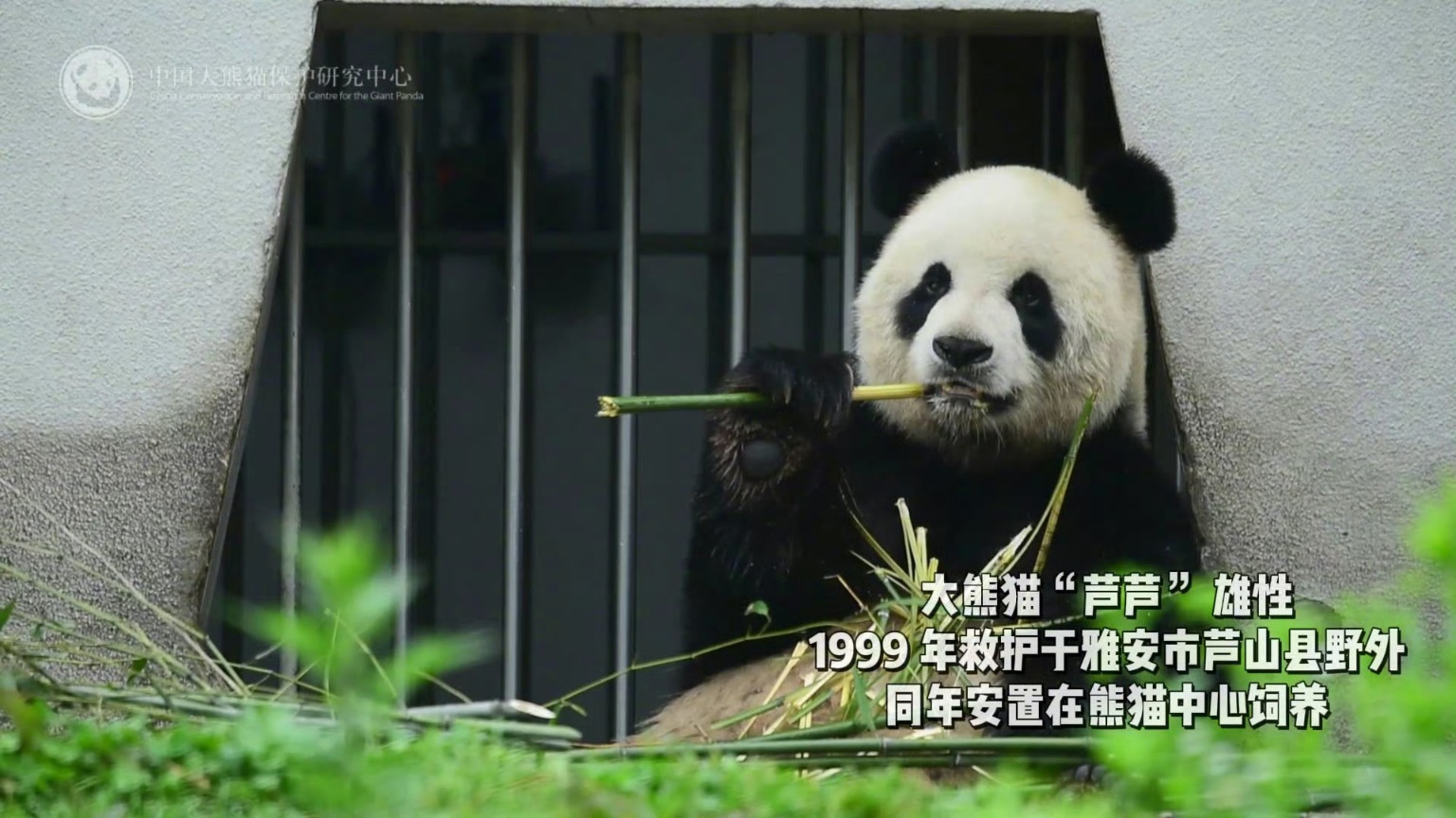 [정보/소식] 아이바오 아빠 루루🐼가 4월 4일 판다별로 떠났다고 함 | 인스티즈