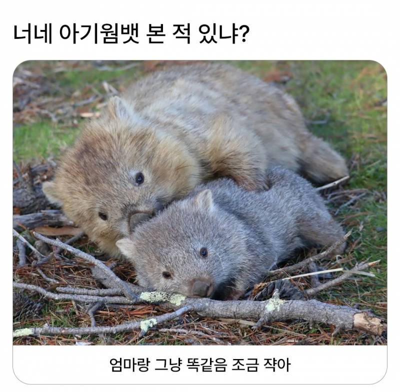[잡담] 심신안정용 짤 | 인스티즈