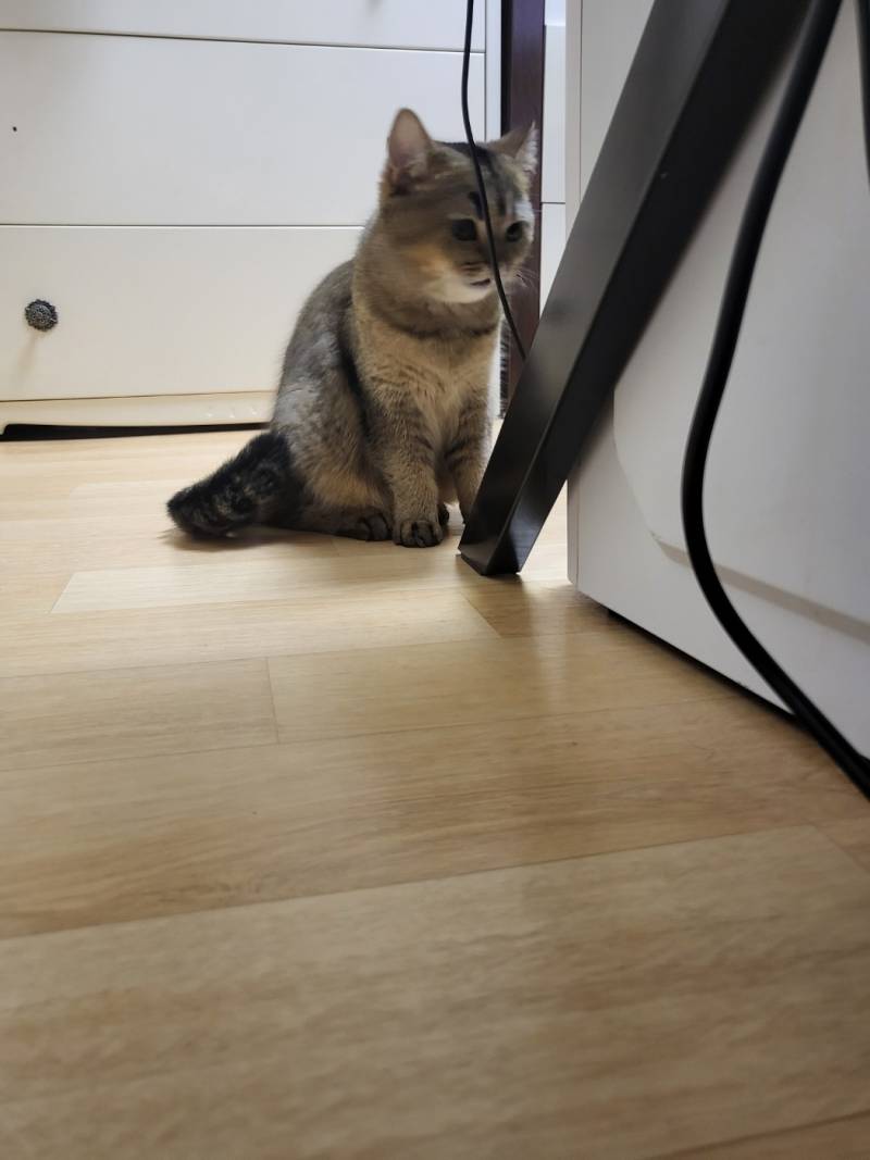 [잡담] 이 고양이 무슨 종이야? | 인스티즈