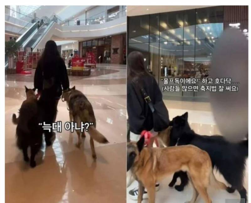 [잡담] 와.. 스타필드에 입마개 안한 늑대 실화야? | 인스티즈