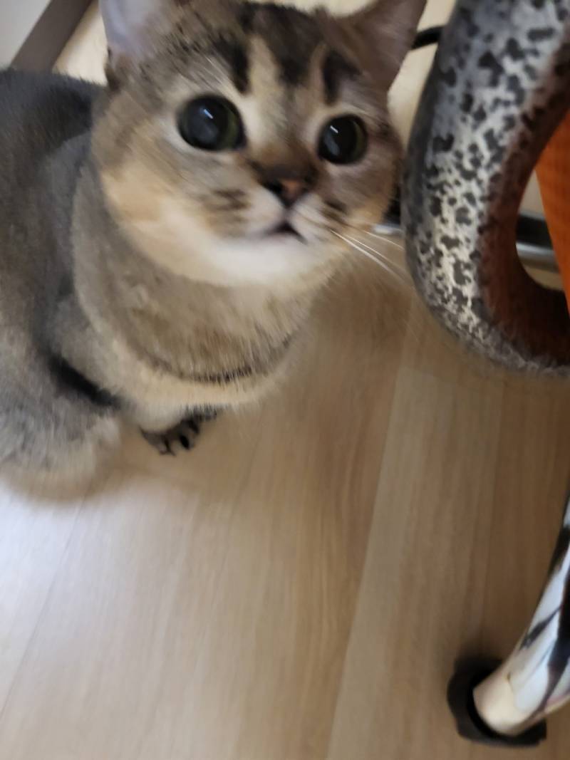 [잡담] 이 고양이 무슨 종이야? | 인스티즈