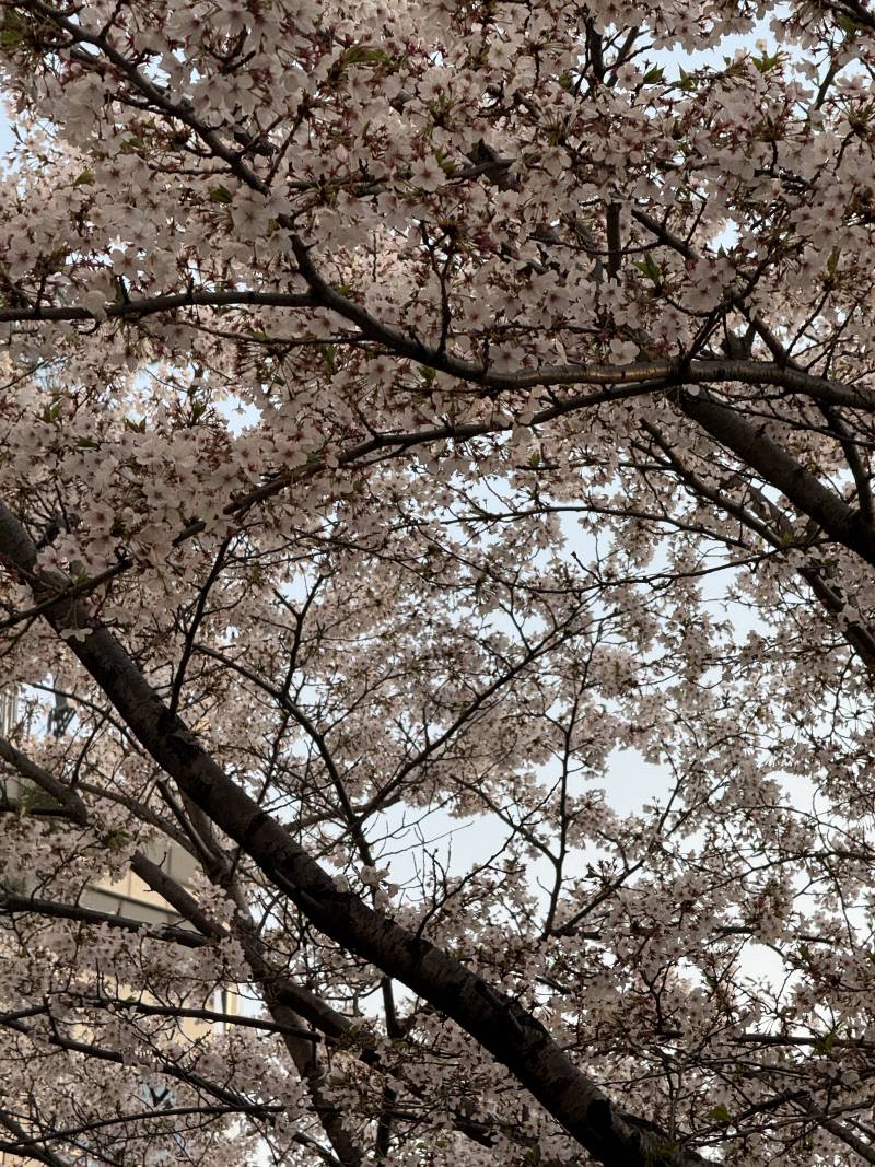 [잡담] 이번에 서울 벚꽃이 늦게 피긴 했나벼 아직 살아있어 | 인스티즈