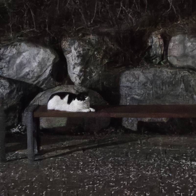 [잡담] 방금 알바끝나고 집가는길 냥이 | 인스티즈