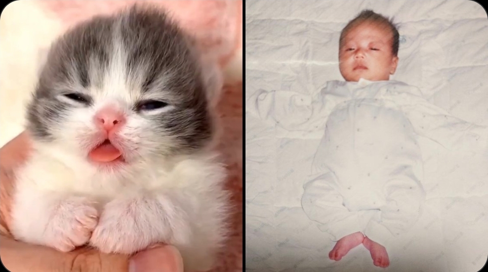 [잡담] 원빈이 진짜 코양이 | 인스티즈