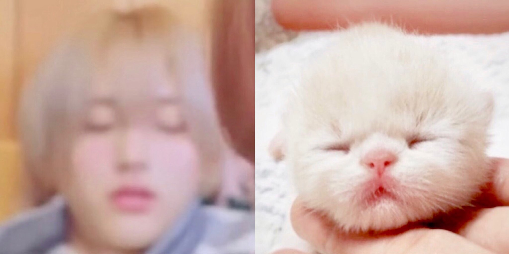 [잡담] 원빈이 진짜 코양이 | 인스티즈