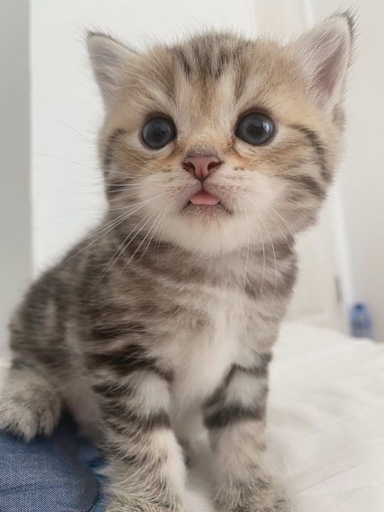 [잡담] 원빈이 진짜 코양이 | 인스티즈