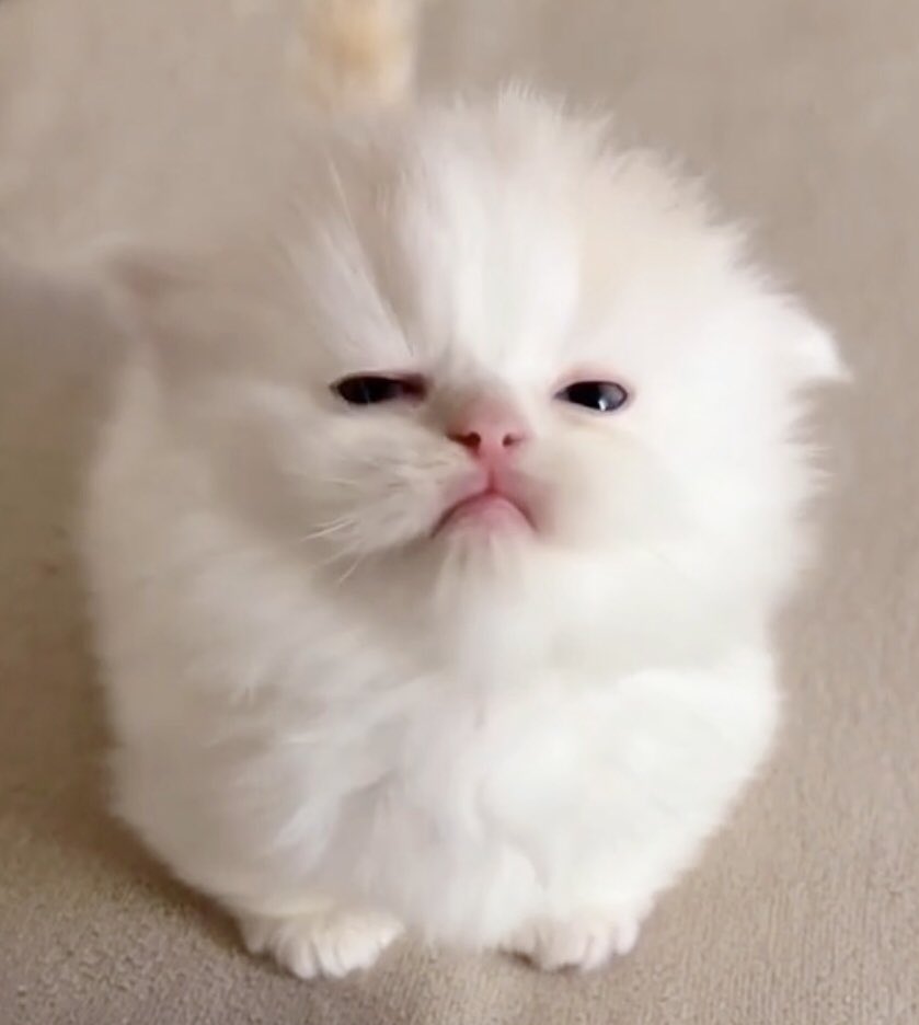 [잡담] 원빈이 진짜 코양이 | 인스티즈
