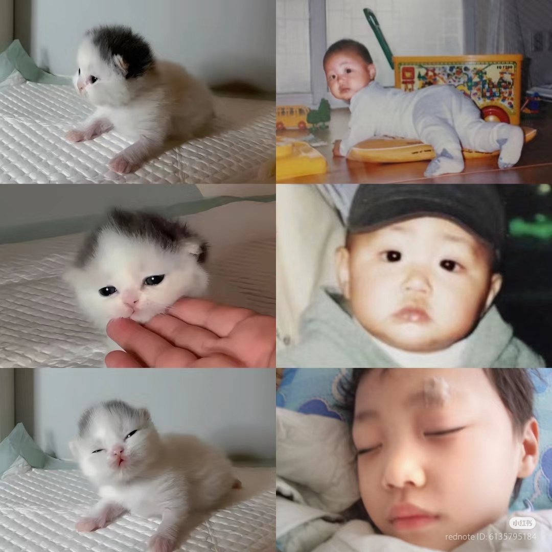 [잡담] 원빈이 진짜 코양이 | 인스티즈