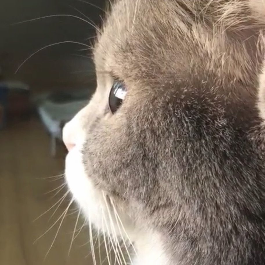 [잡담] 원빈이 진짜 코양이 | 인스티즈