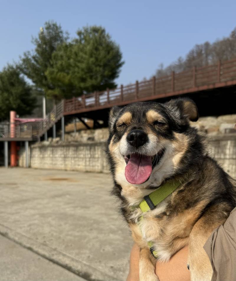 [잡담] 열심히 뛰어다니고 지치신 14살 할머니 | 인스티즈