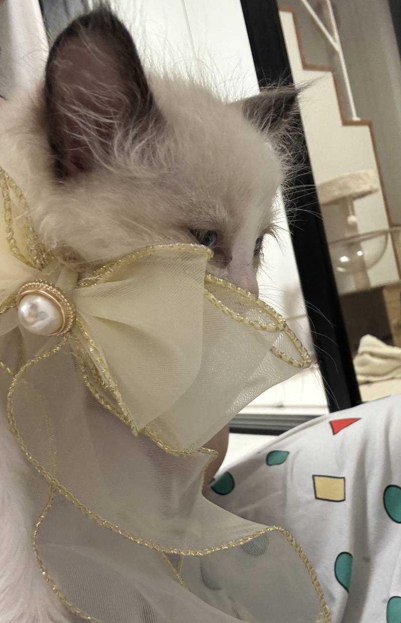 [잡담] 난 공주다 냥 💖🐱 | 인스티즈