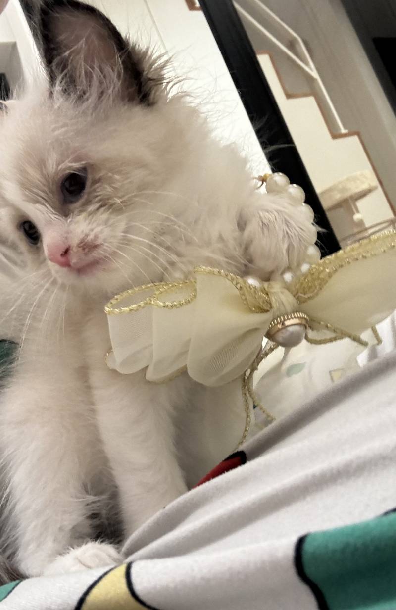 [잡담] 난 공주다 냥 💖🐱 | 인스티즈