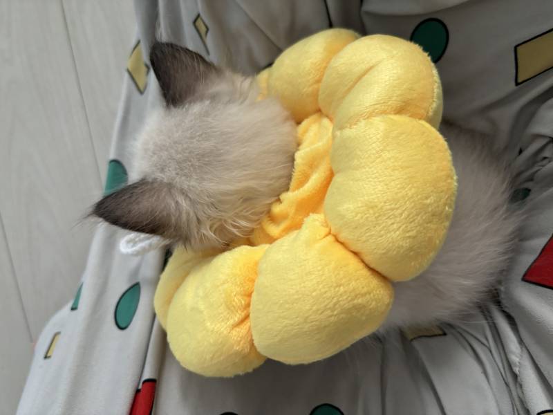 [잡담] 우리냥이 결막염때매 넥카라 했어 ㅠㅠ | 인스티즈