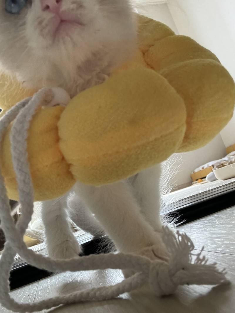 [잡담] 우리냥이 결막염때매 넥카라 했어 ㅠㅠ | 인스티즈