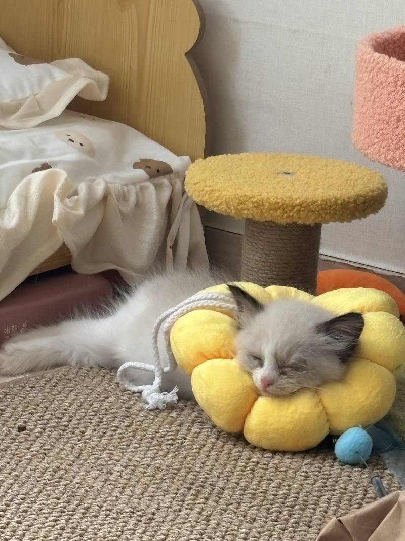 [잡담] 우리냥이 결막염때매 넥카라 했어 ㅠㅠ | 인스티즈