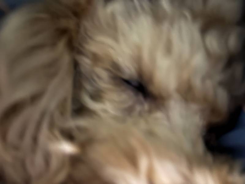 [잡담] 강아지가 와이리 뿡뿡이야 | 인스티즈