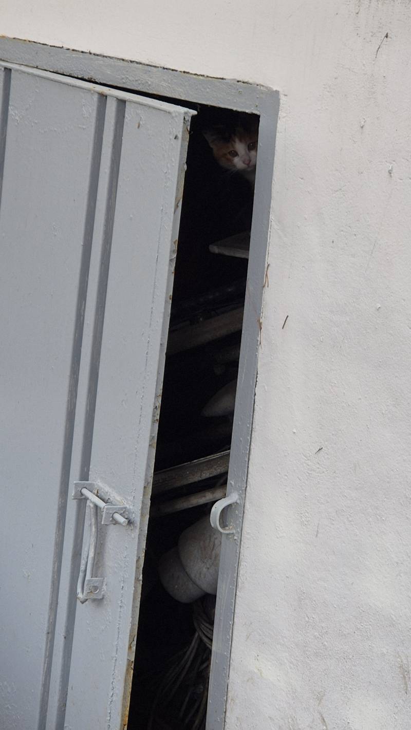 [잡담] 조금 자라난 아기 고양이 | 인스티즈