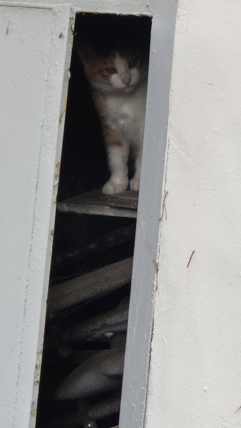 [잡담] 조금 자라난 아기 고양이 | 인스티즈