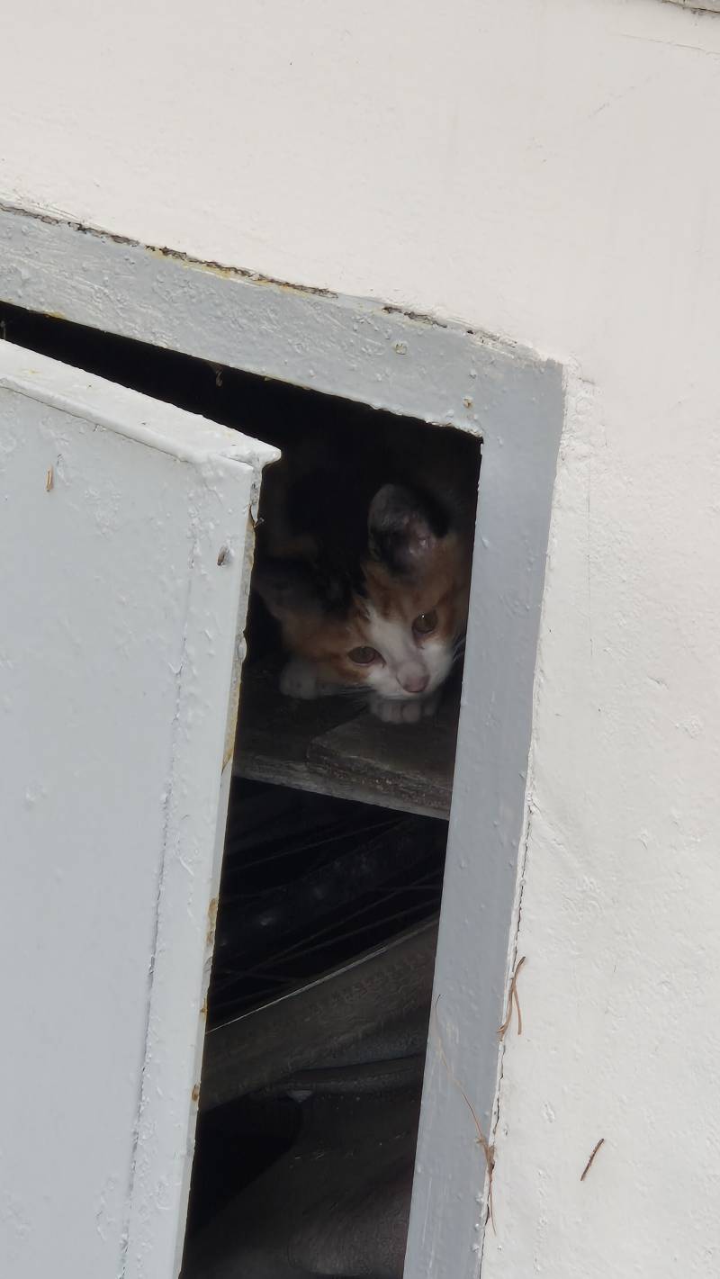 [잡담] 조금 자라난 아기 고양이 | 인스티즈