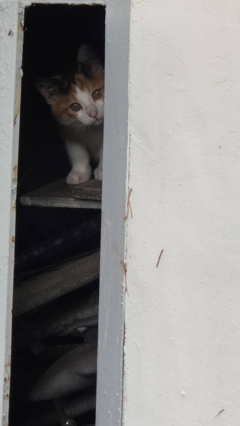 [잡담] 조금 자라난 아기 고양이 | 인스티즈