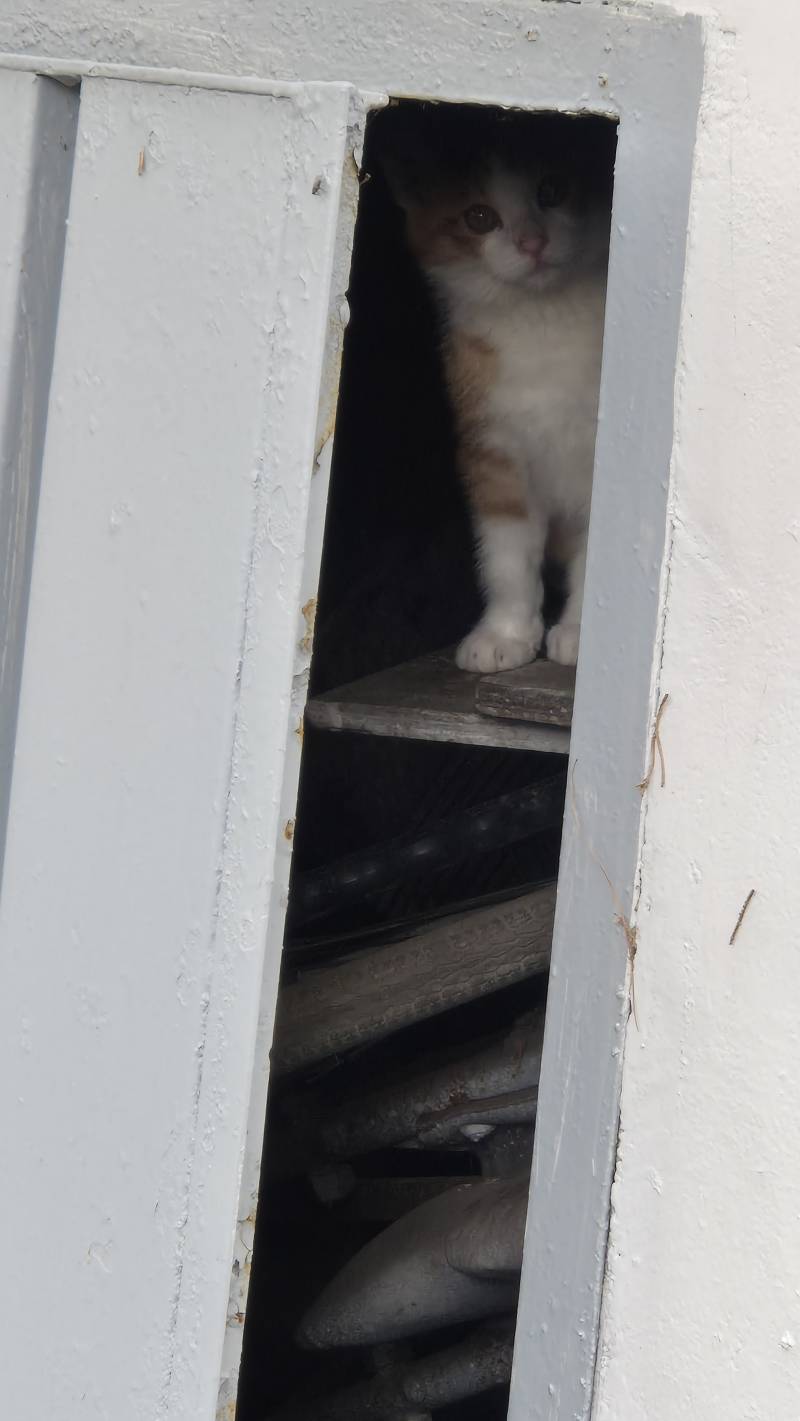 [잡담] 조금 자라난 아기 고양이 | 인스티즈