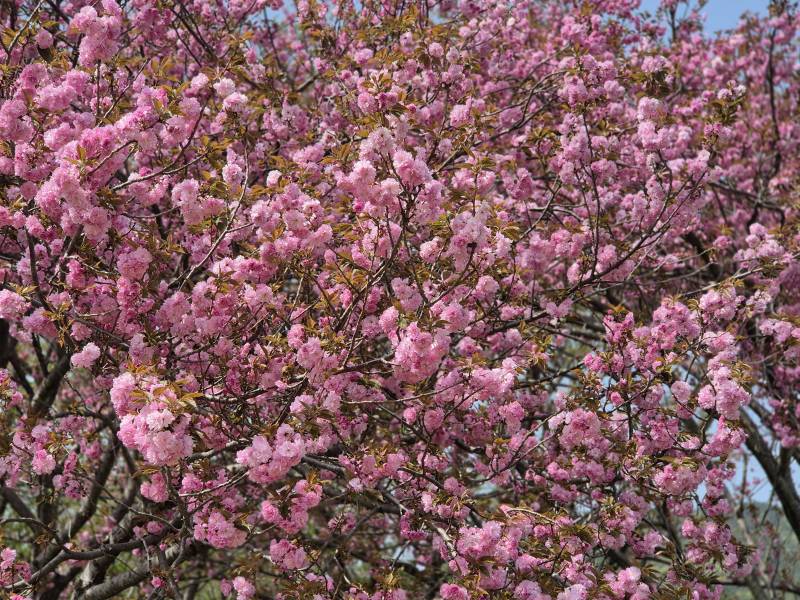 [잡담] 올해 마지막 벚꽃 구경 다녀왔어🌸 | 인스티즈