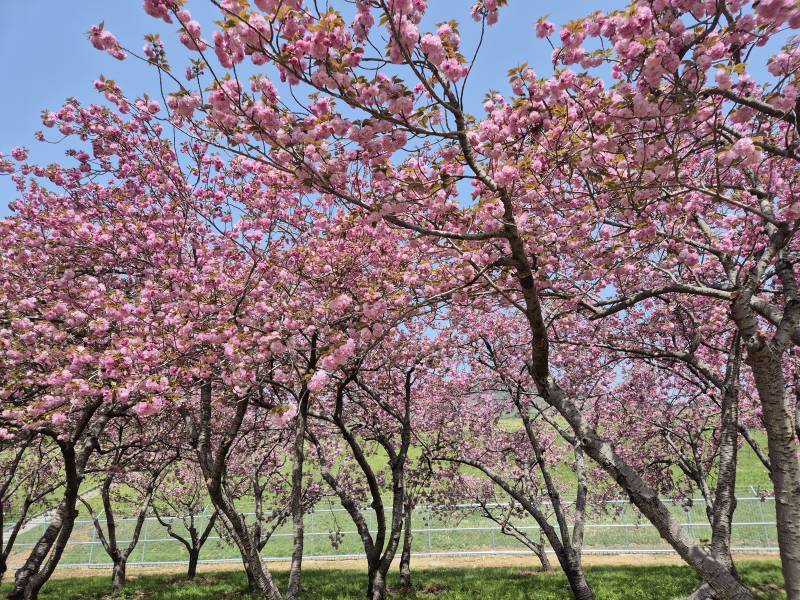 [잡담] 올해 마지막 벚꽃 구경 다녀왔어🌸 | 인스티즈