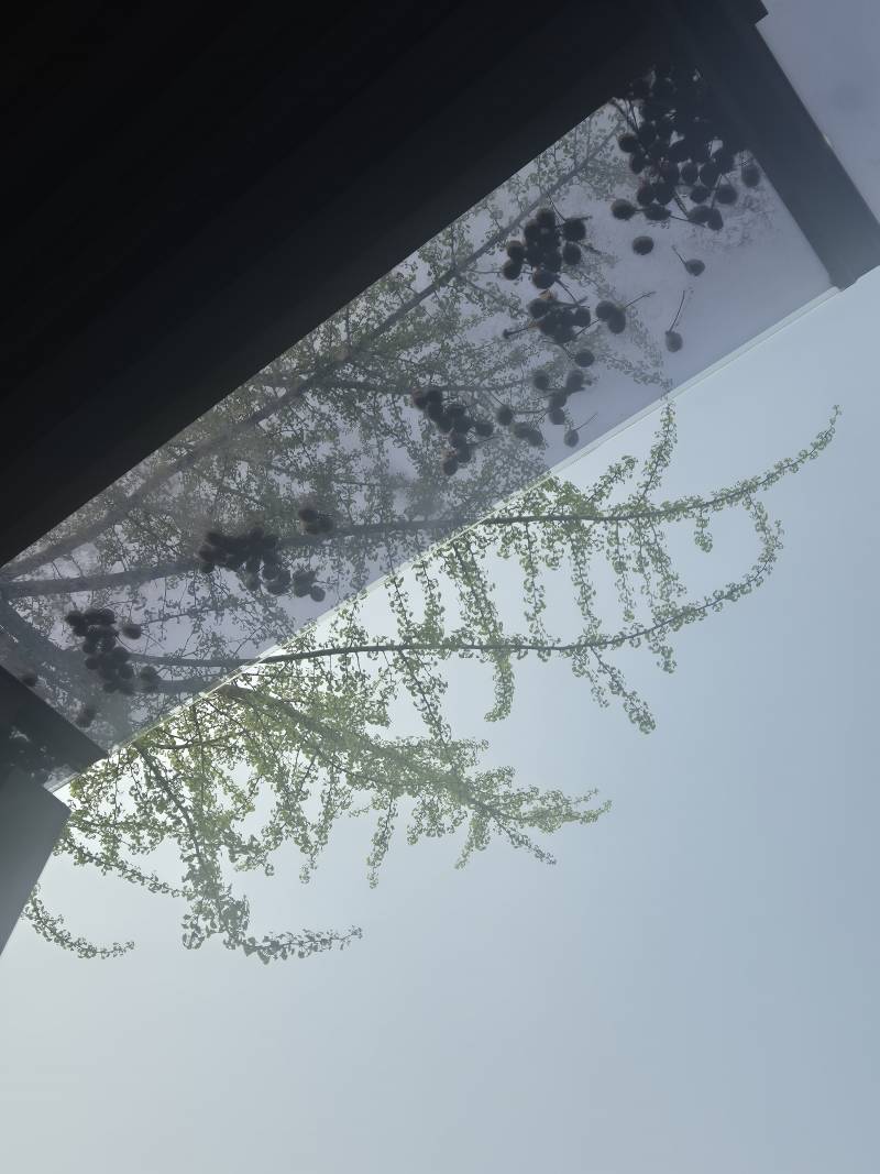 [잡담] ? 저거 설마 은행이야? | 인스티즈