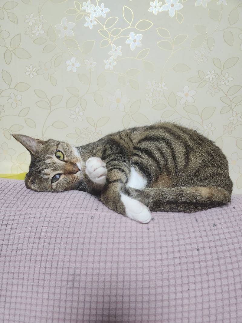 [잡담] 얘두라 우리집 고양이 귀여워 🐱 🩷🩵🤍 | 인스티즈