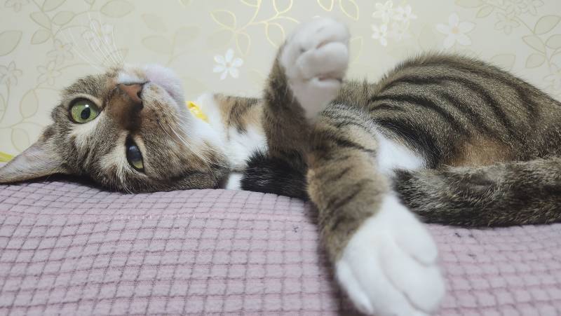 [잡담] 얘두라 우리집 고양이 귀여워 🐱 🩷🩵🤍 | 인스티즈