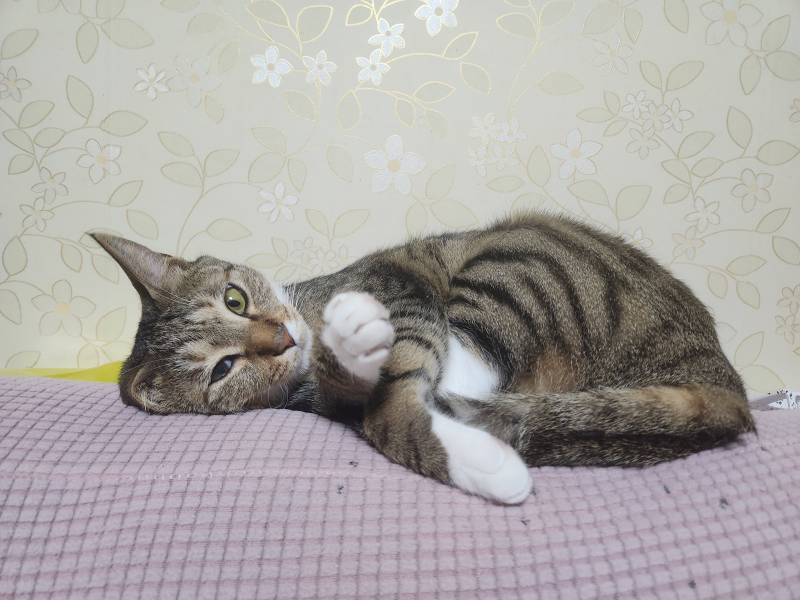 [잡담] 얘두라 우리집 고양이 귀여워 🐱 🩷🩵🤍 | 인스티즈
