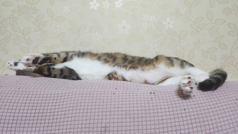 [잡담] 얘두라 우리집 고양이 귀여워 🐱 🩷🩵🤍 | 인스티즈