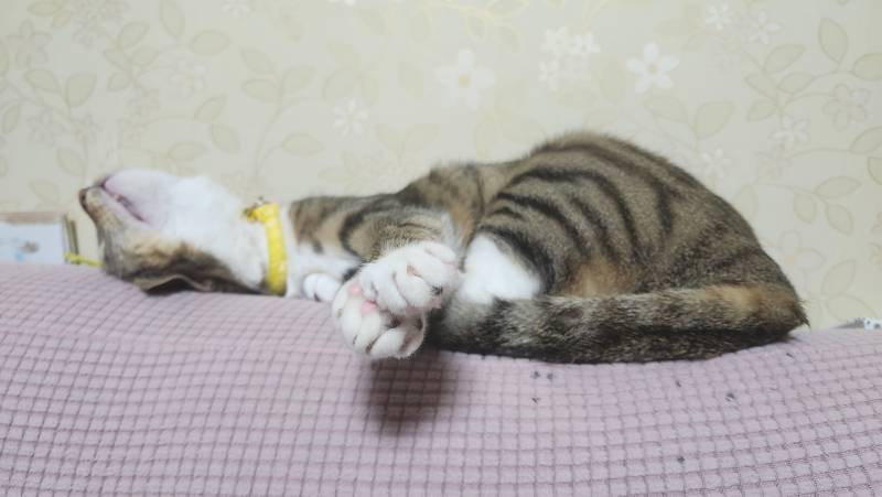 [잡담] 얘두라 우리집 고양이 귀여워 🐱 🩷🩵🤍 | 인스티즈