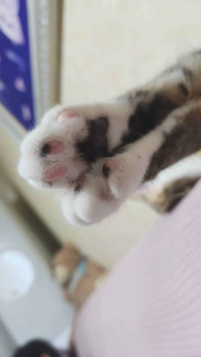 [잡담] 얘두라 우리집 고양이 귀여워 🐱 🩷🩵🤍 | 인스티즈