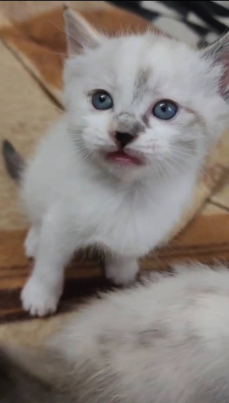 [잡담] 코리안숏헤어 이런 무늬도 있어?! | 인스티즈