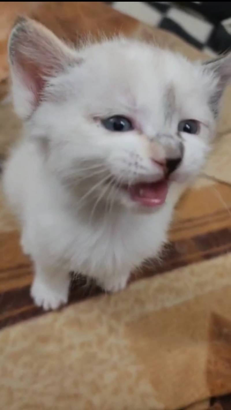 [잡담] 코리안숏헤어 이런 무늬도 있어?! | 인스티즈