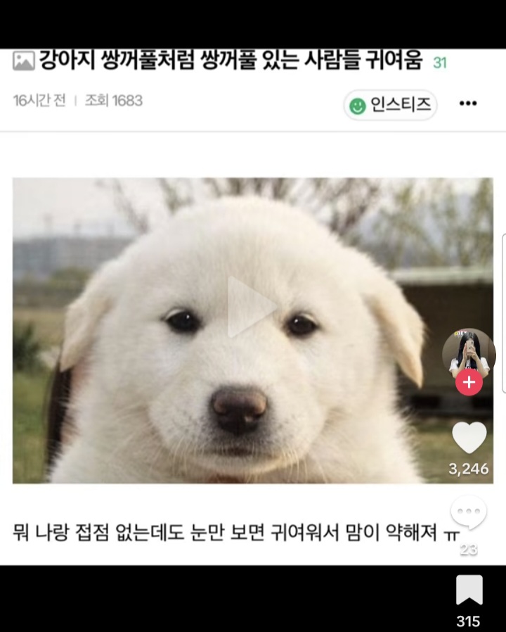 [잡담] 이런 똥개쌍커풀 있는 돌 좀 알려주라 ㅜㅜ | 인스티즈
