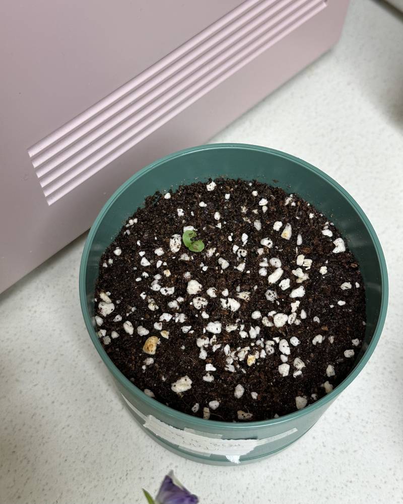 [잡담] 다이소표 바질... 열흘만에 새싹 올라왔어🌿 | 인스티즈