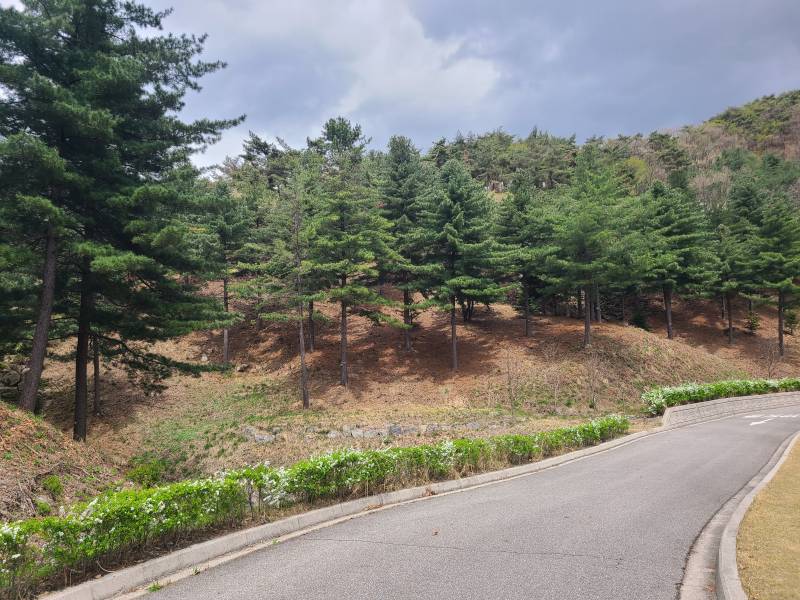 [잡담] 울아빠 추모원왓는데 여기만오면 산림욕하는 느낌임 | 인스티즈