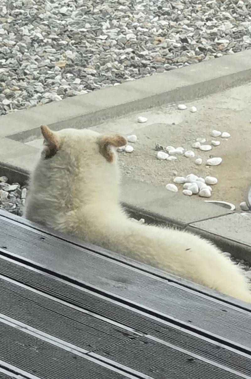 [잡담] 도와줘... 유기견 발견했을때 어떻게 하는게 가장 좋아? | 인스티즈
