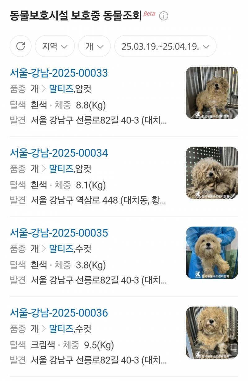 [잡담] 대치동에 이런 개들 왤케 많이 발견됐지 | 인스티즈