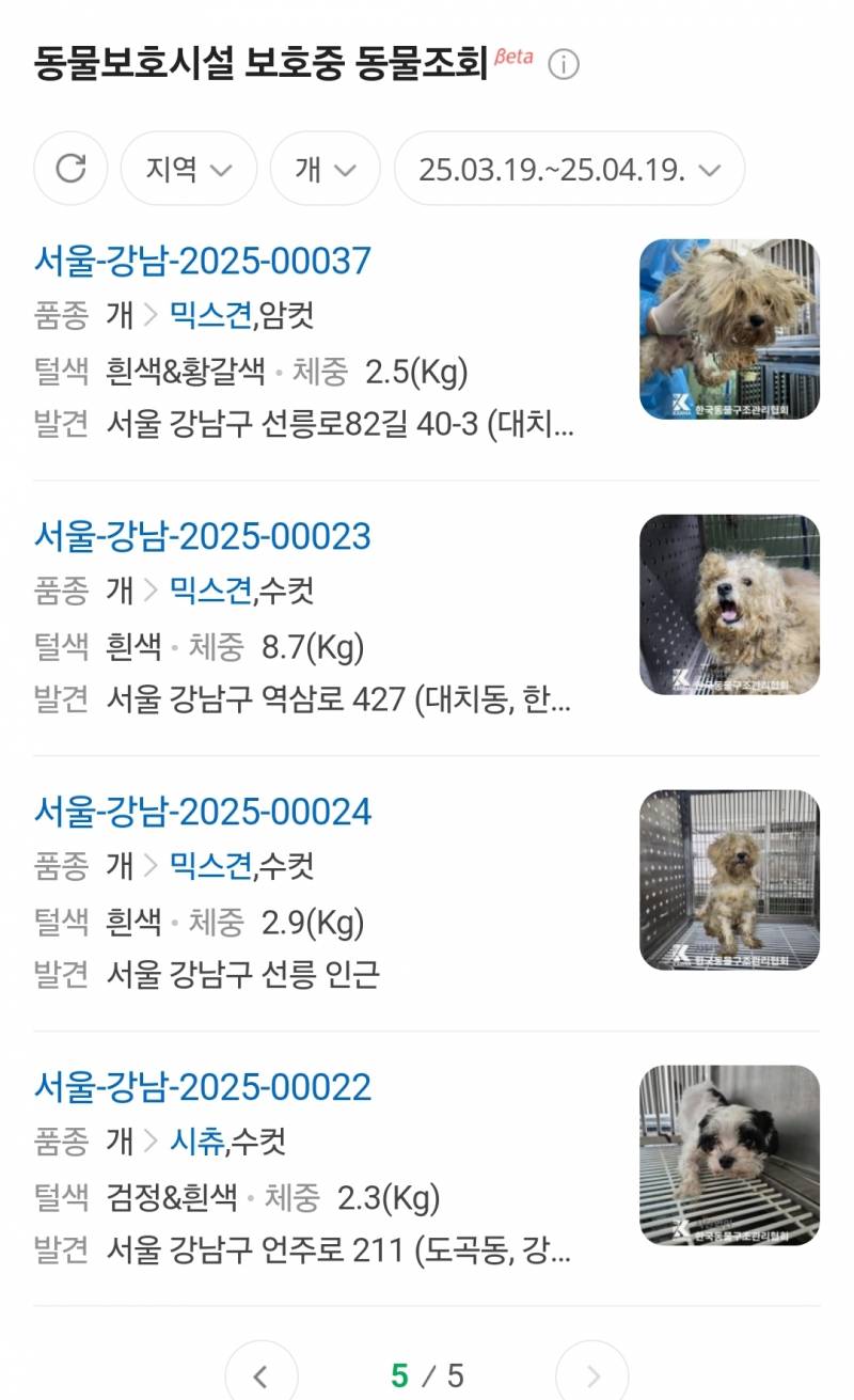 [잡담] 대치동에 이런 개들 왤케 많이 발견됐지 | 인스티즈