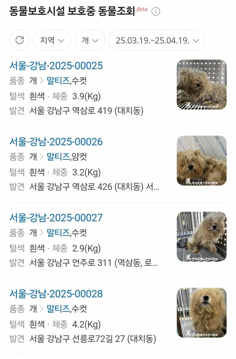 [잡담] 대치동에 이런 개들 왤케 많이 발견됐지 | 인스티즈