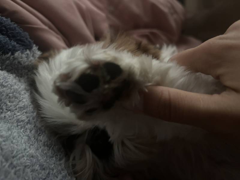 [잡담] 강아지랑 누워있는중.... | 인스티즈