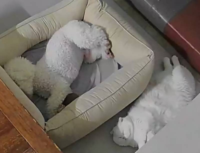 [잡담] 둘이 이러고 자는 거 넘 어이없어 | 인스티즈